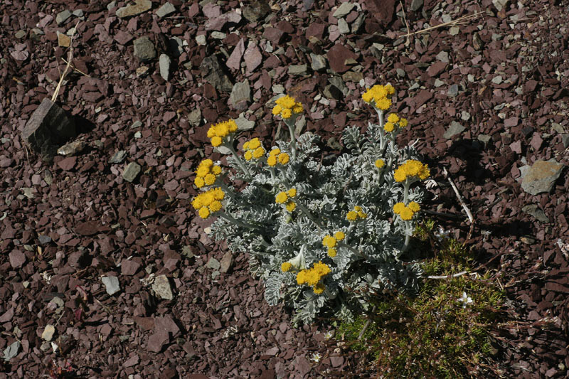 Jacobaea persoonii  ( = Senecio persoonii )/ Senecione di Persoon